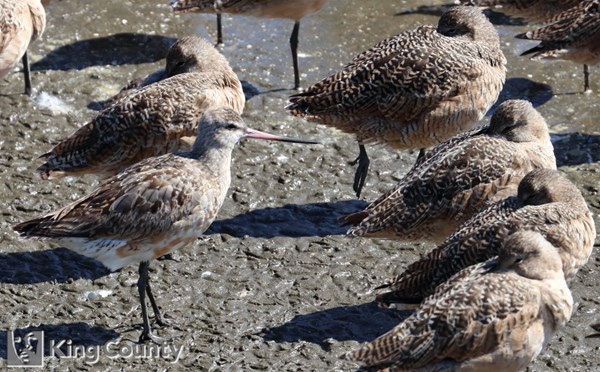 Photo of Limosa lapponica